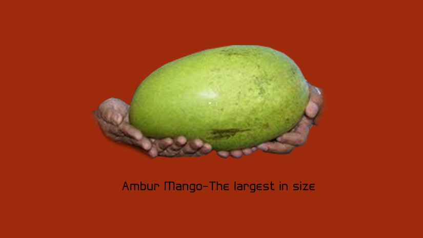 Ambur-Mango-The-largest-in-