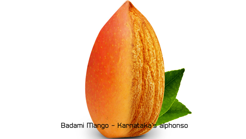 Badami-Mango-Karnatakas-alphonso
