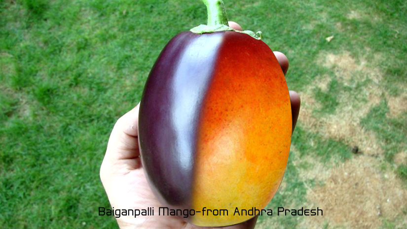 Baiganpalli-Mango-from-Andh