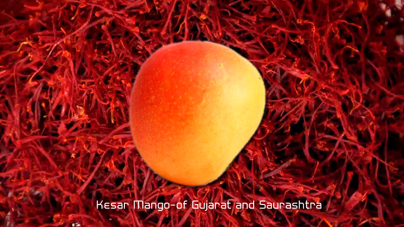 Kesar-Mango-of-Gujarat-and-