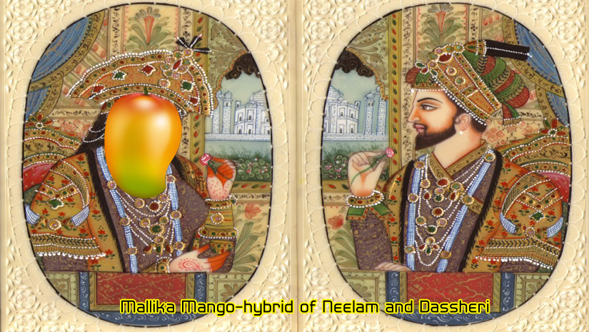 Mallika-Mango-hybrid-of-Nee