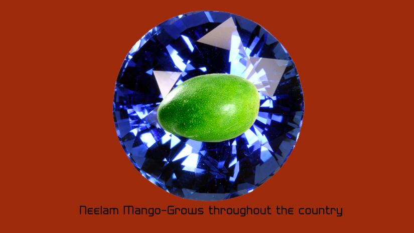 Neelam-Mango