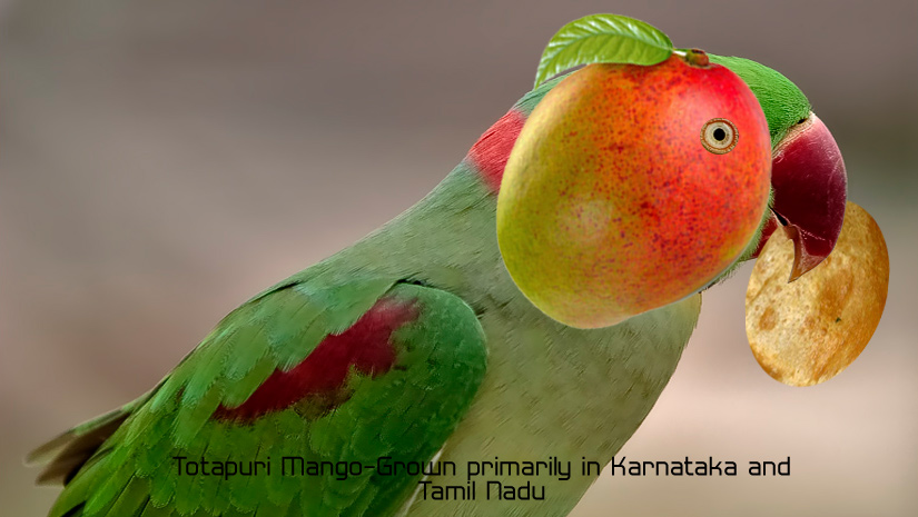 Totapuri-Mango-Grown-primar