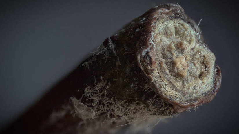 Apple-Stem